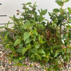 Cistus ladanový (Cistus ladanifer) - výška 20-30 cm, kont. C10L